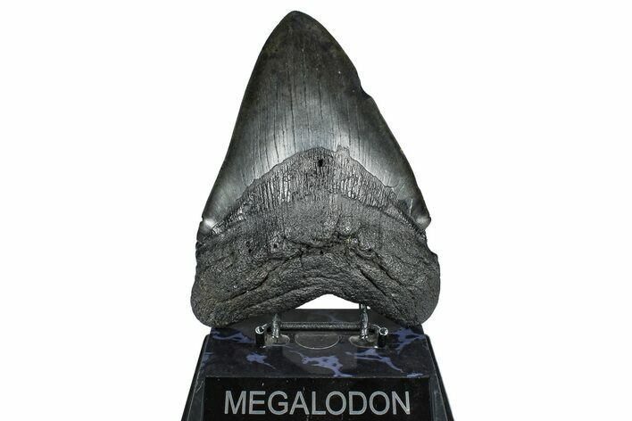 Huge Fossil Megalodon Tooth - South Carolina #371749